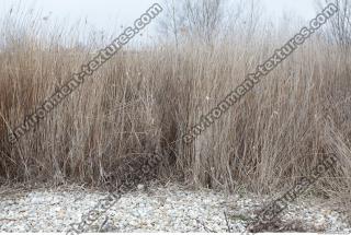 Photo Texture of Grass Tall 0007